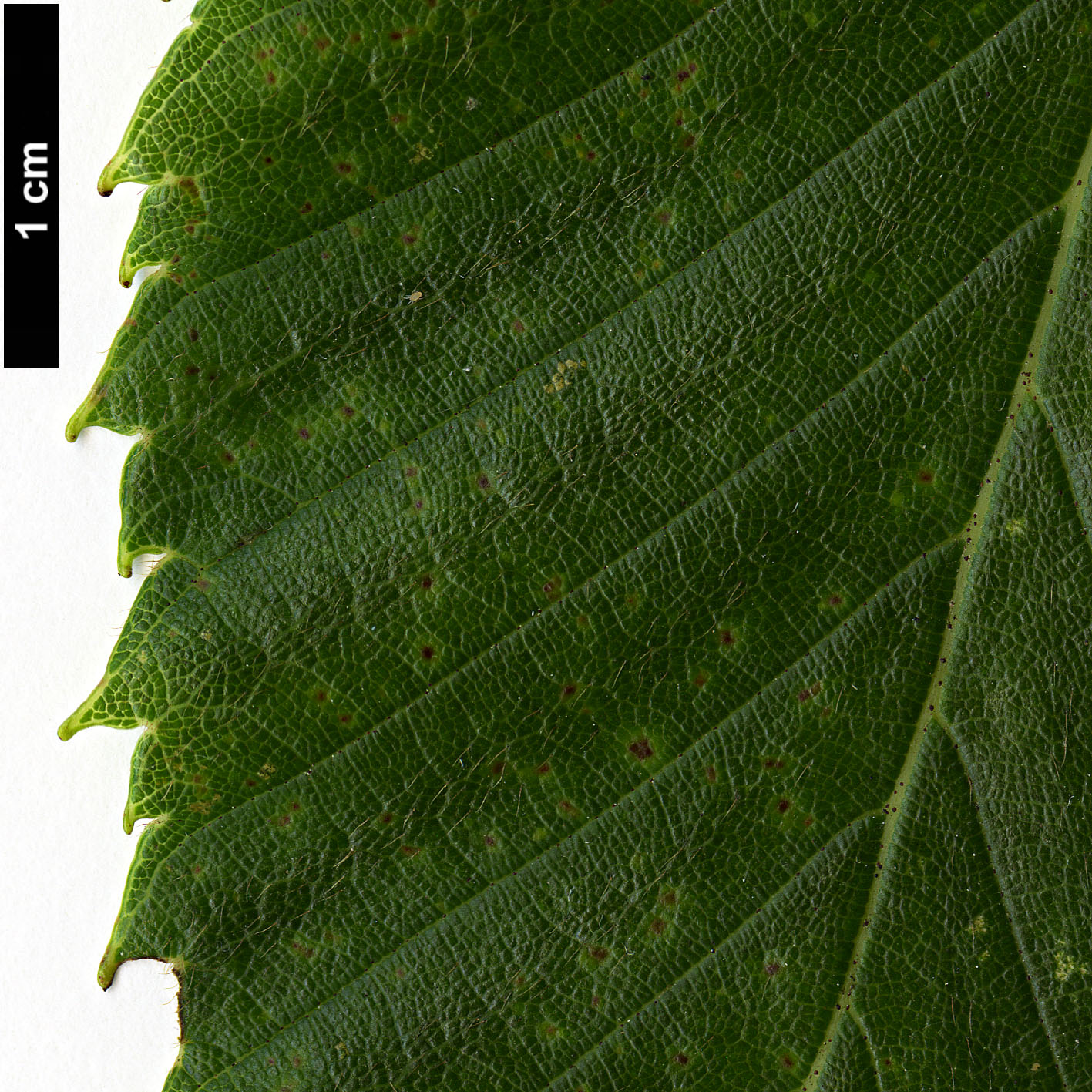 High resolution image: Family: Betulaceae - Genus: Alnus - Taxon: sieboldiana